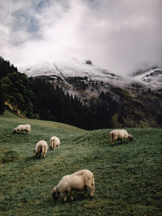 Troupeau de moutons avec vue montagne