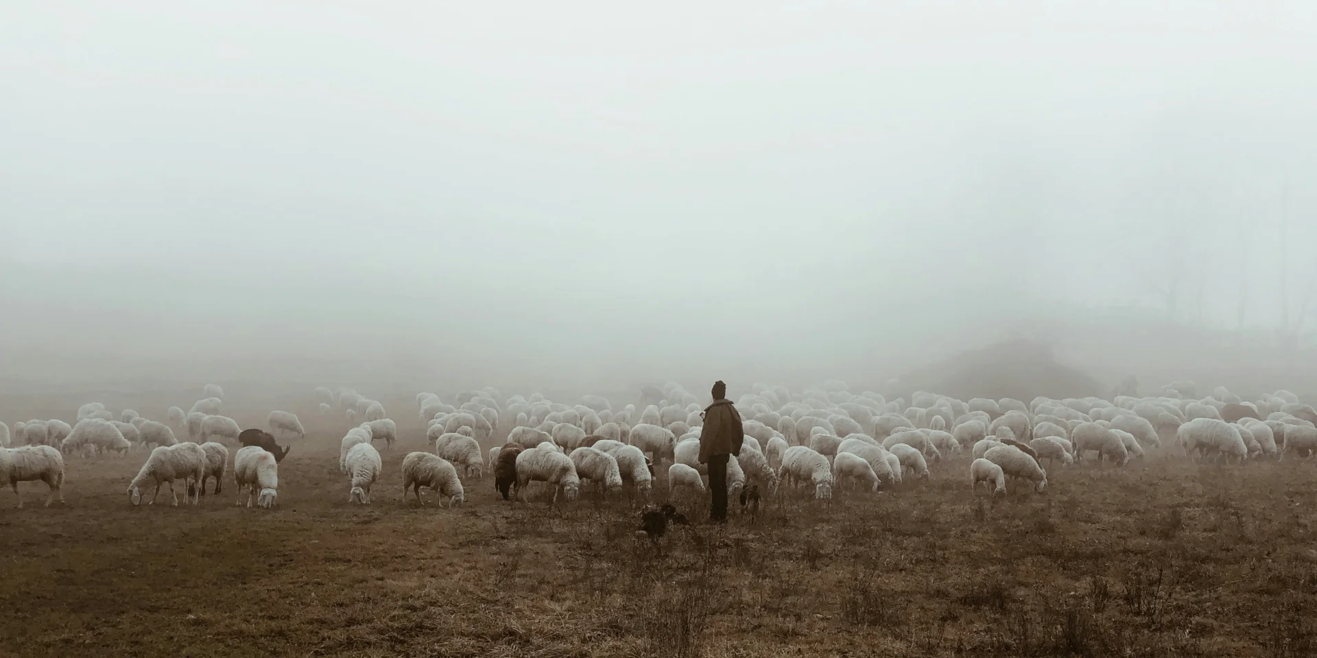 Troupeau de mouton et son Bergé