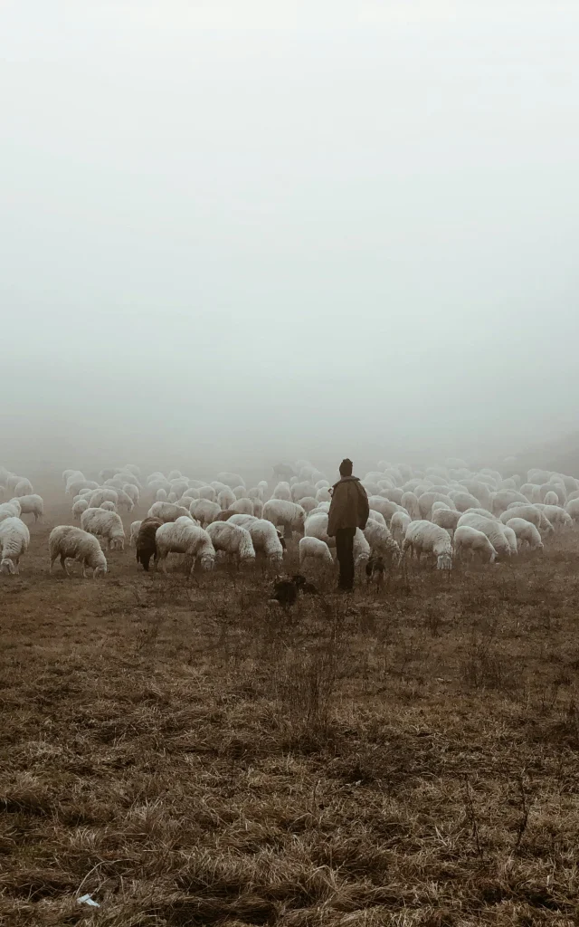 Troupeau de mouton et son Bergé