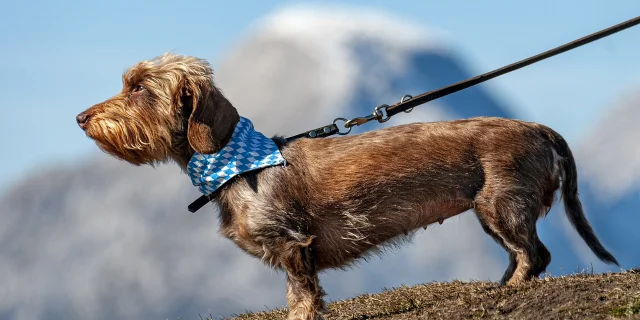 Chien en laisse