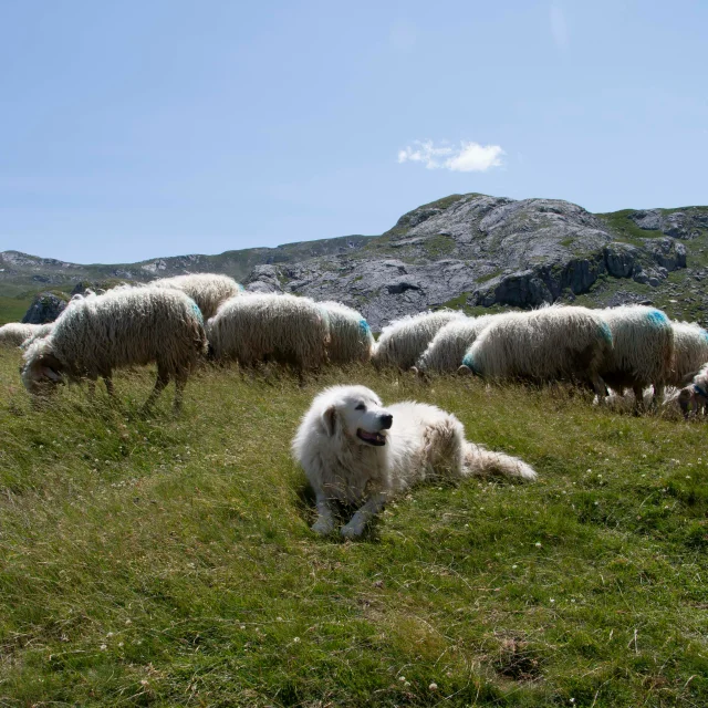 Un Patou surveille son troupeau
