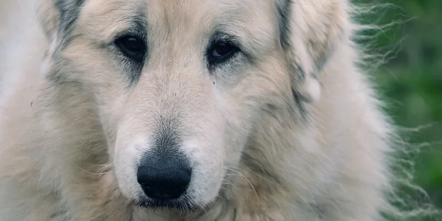 Pyrenean Mountain Dog 4913254 1280