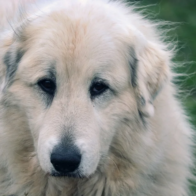 Cane da montagna dei Pirenei 4913254 1280