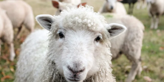 Troupeau de moutons