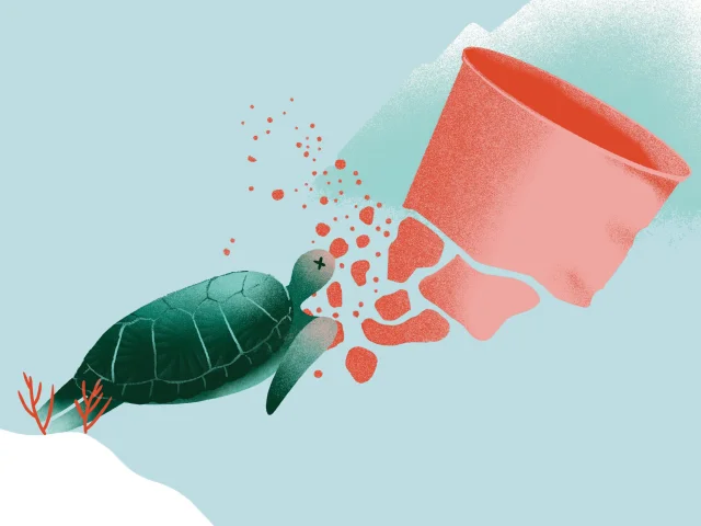 Visuel Tortue Preserve Valdisere