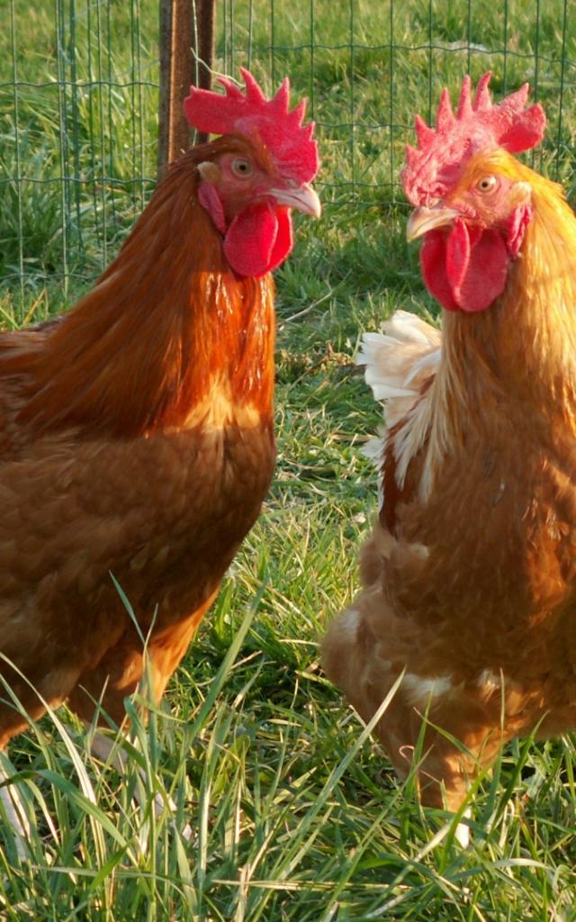 Poulet de Loué élevé en liberté en Vallée de la Sarthe