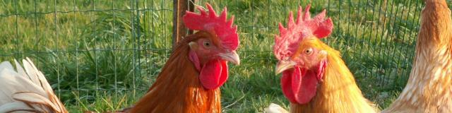 Poulet de Loué élevé en liberté en Vallée de la Sarthe