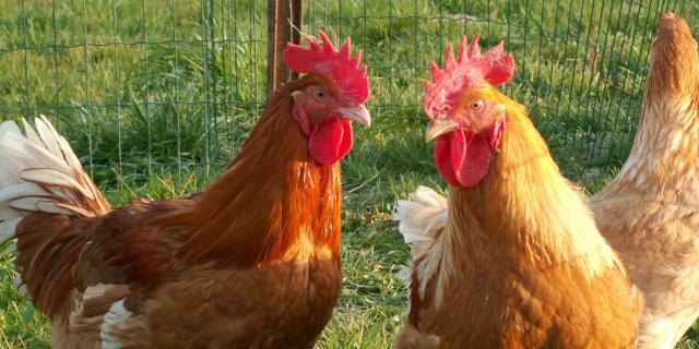 Poulet de Loué élevé en liberté en Vallée de la Sarthe