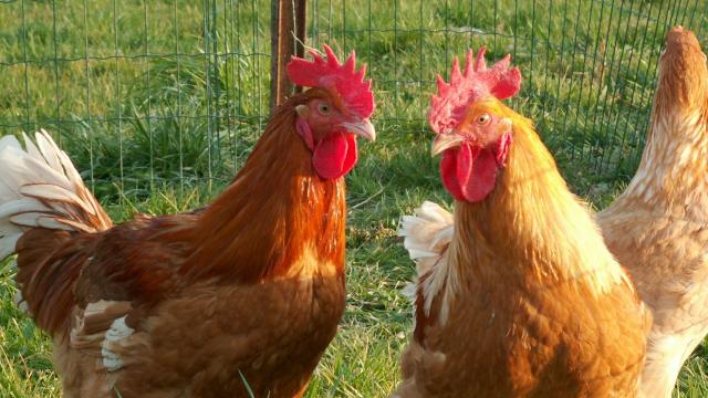 Poulet de Loué élevé en liberté en Vallée de la Sarthe