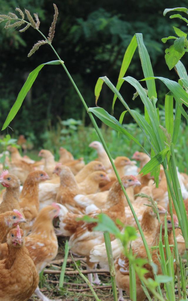 poulet-de-lou-vivier.jpg