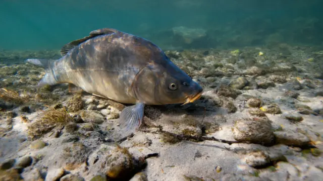 Carpe en Vallée de la Sarthe
