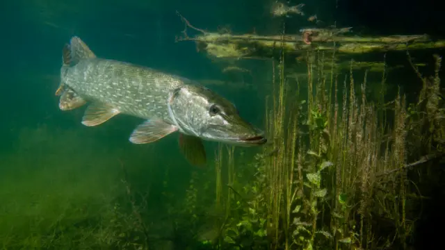 Brochet en Vallée de la Sarthe