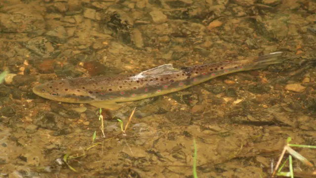 Truite Fario en Vallée de la Sarthe