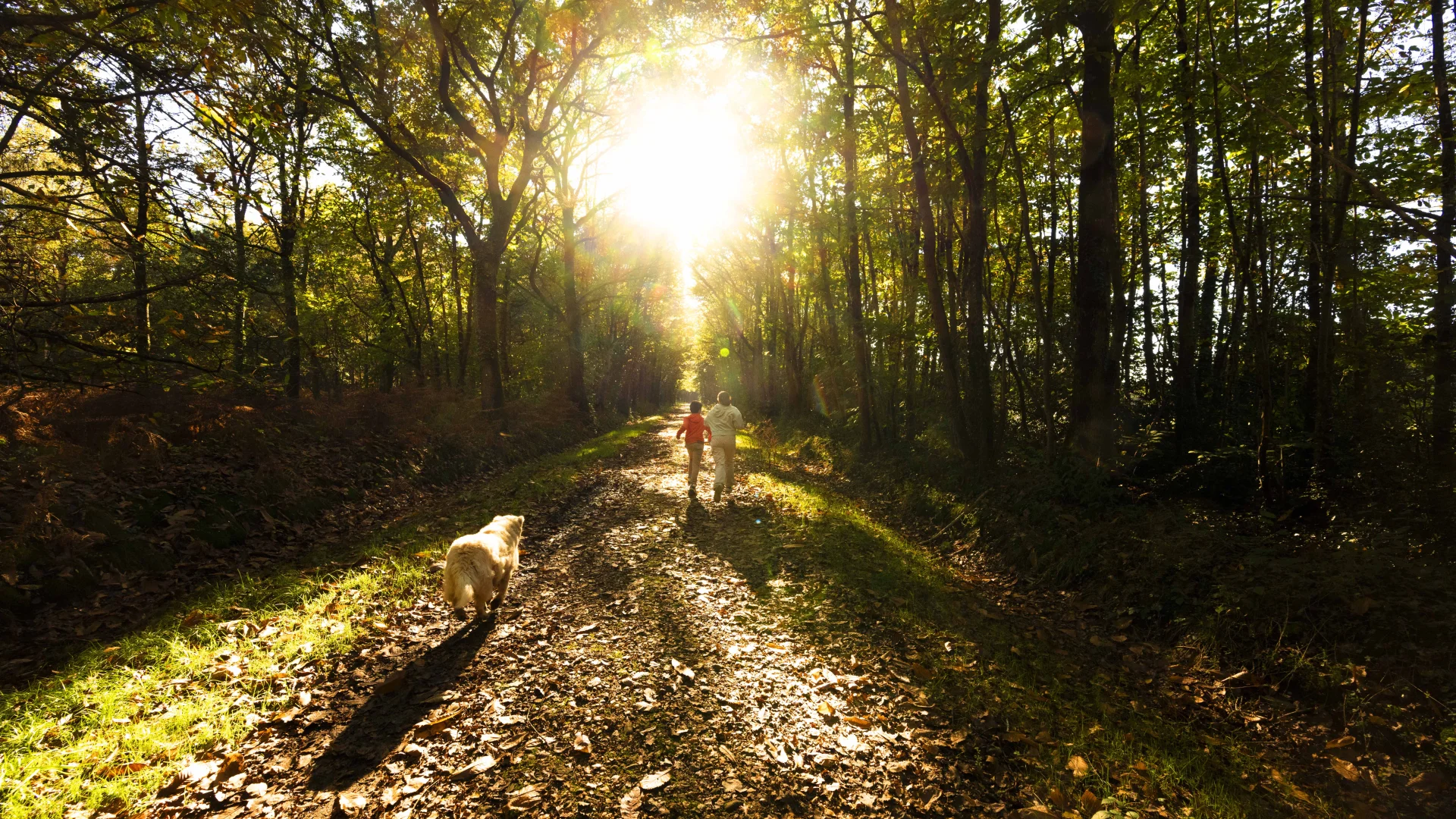 Forêt de pincé en fin de journée