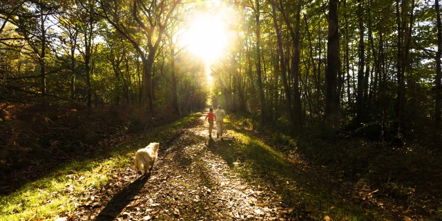 Forêt de pincé en fin de journée