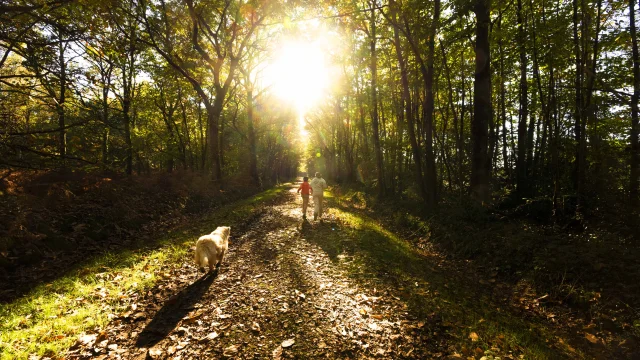Forêt de pincé en fin de journée