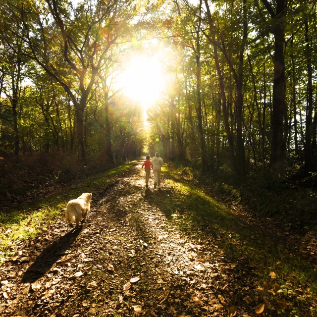 Forêt de pincé en fin de journée