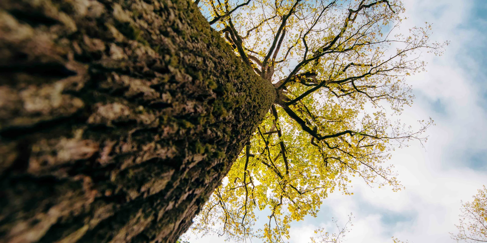 foret-de-troncais-04