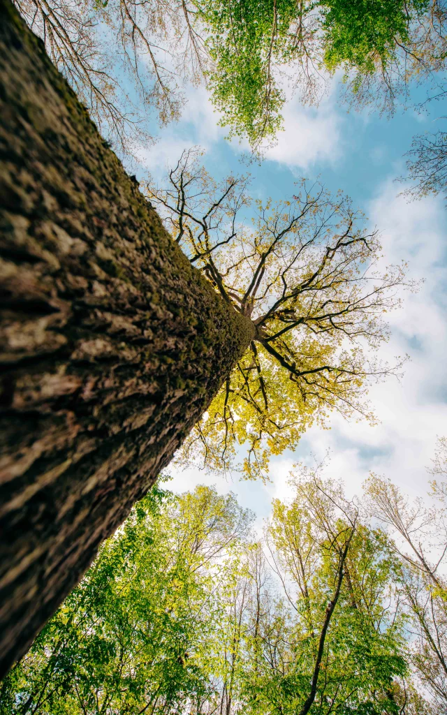 foret-de-troncais-04