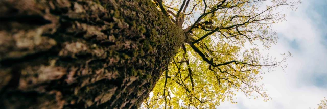 foret-de-troncais-04