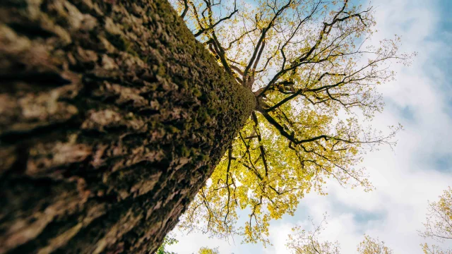 foret-de-troncais-04