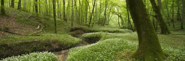 Foret_de_troncais