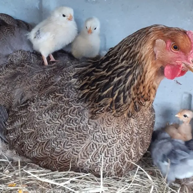 Les poules de Castel Pouzouilh