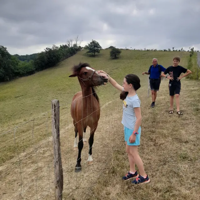 Les chevaux de castel Pouzouilh