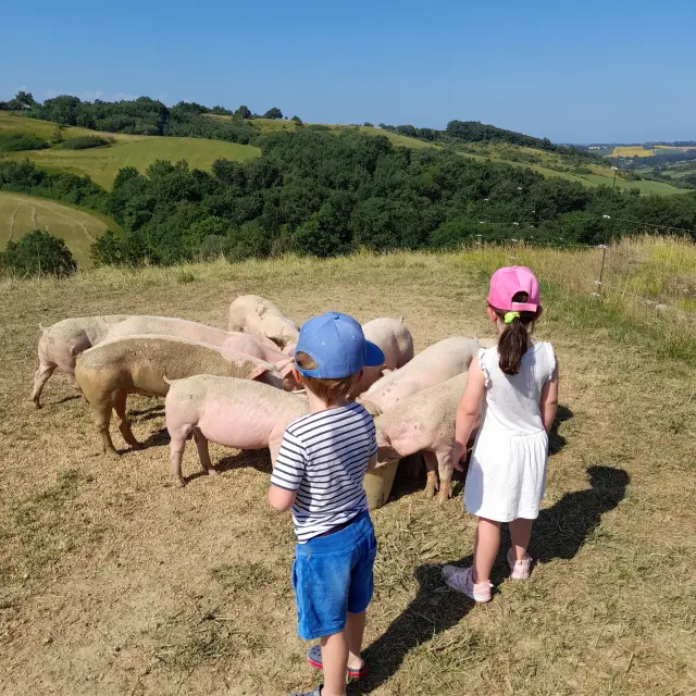 Les cochons de Castel Pouzouilh