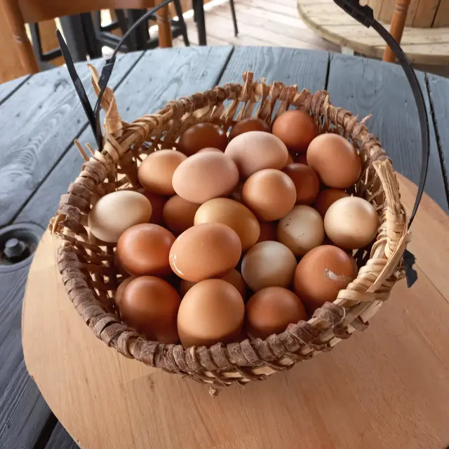 Les œufs frais de Castl Pouzouilh