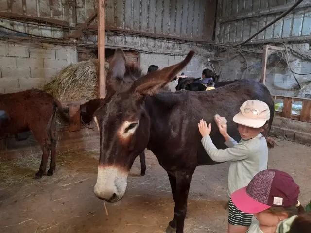 Visite de l'asinerie