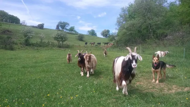 Découverte des animaux à la Bellakina