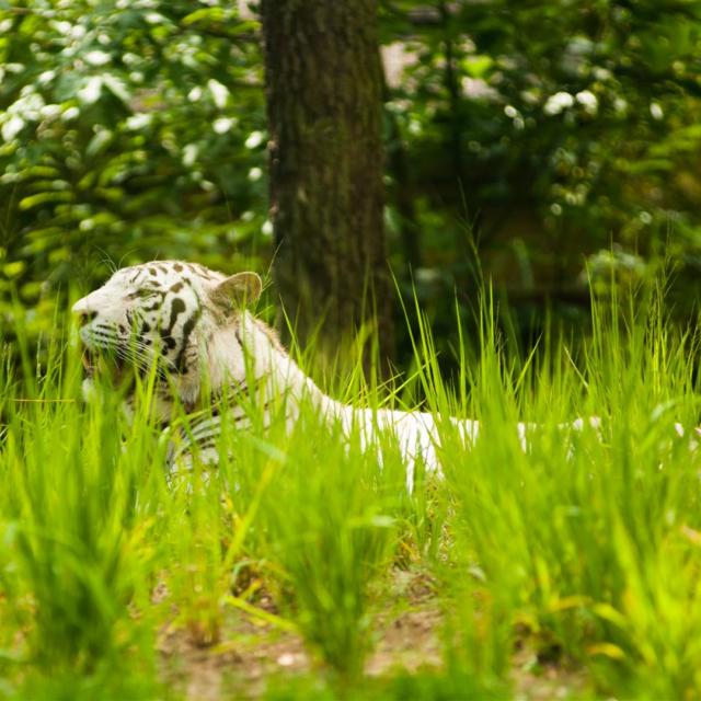 Zoo De La Flèche (5)