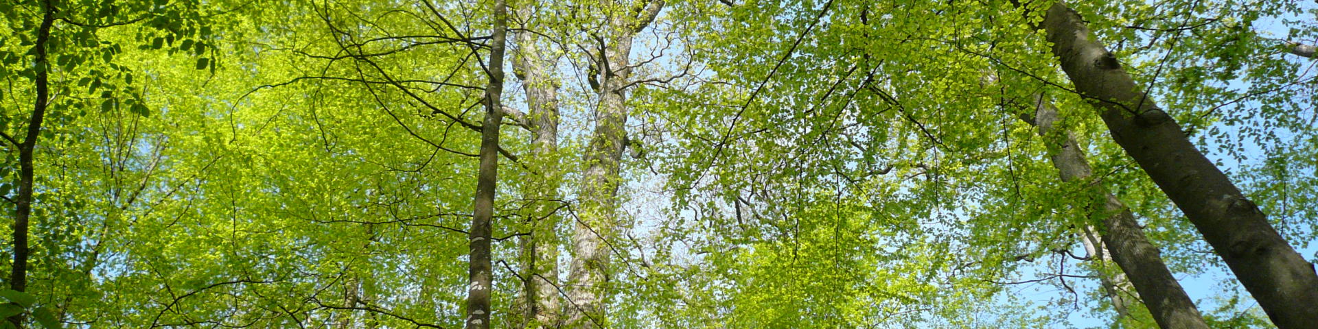 Vallée du Loir - Forêt de Bercé