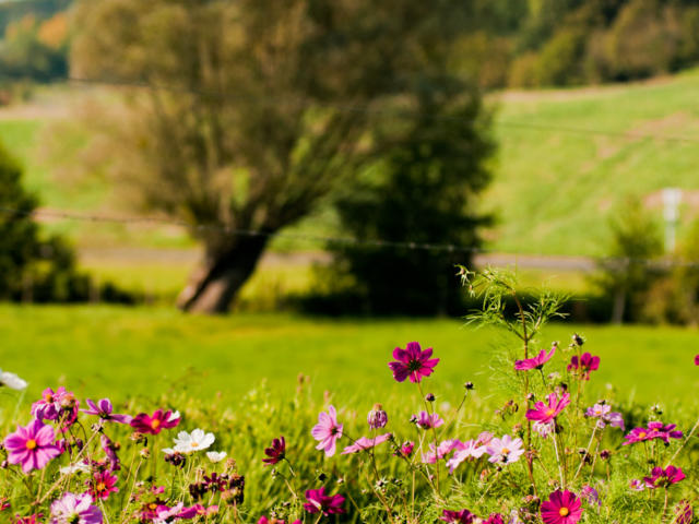 Prairies en Vallée du Loir (Dissay)