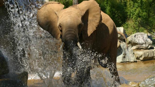 Zoo La Flèche