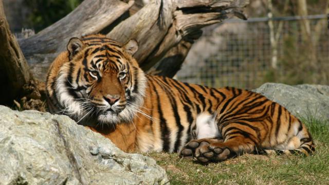 Zoo La Fleche Credit S Cordier