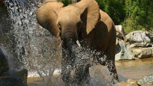 Zoo De La Fleche (4)