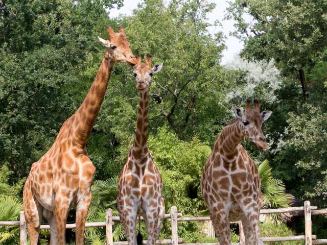 Zoo La Flèche (1)