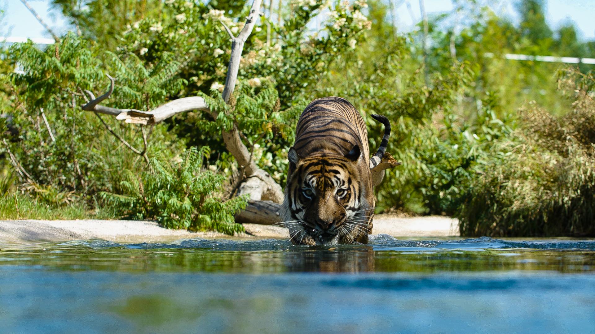 Zlf Nouveauté 2019 Tigres Sumatra 2 180719 01