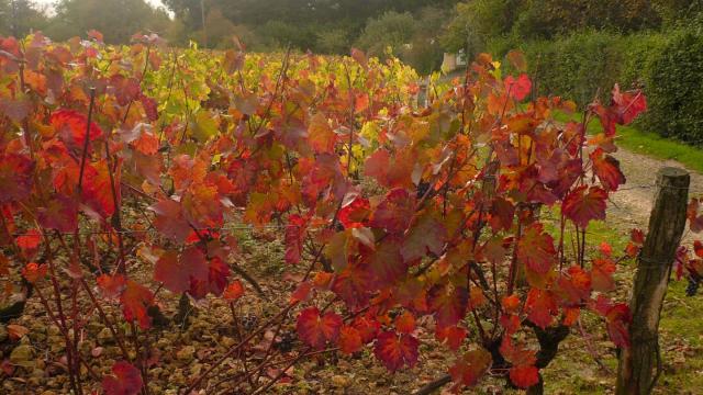 Vignes-Vallee-du-Loir-9.jpg