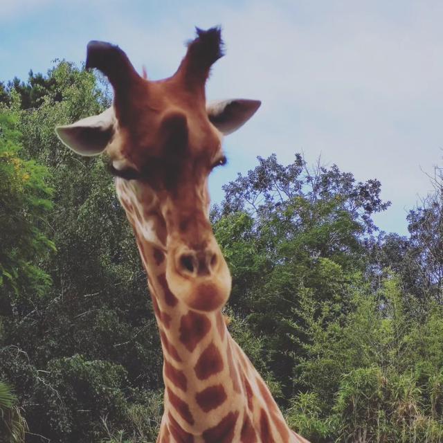 Instagram #zoodelafleche