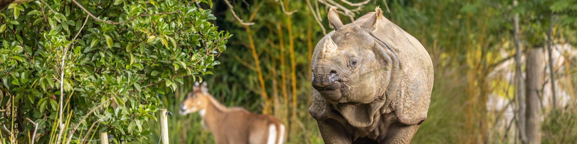 Zoo De La Fleche 2021 Credit Stevefanouillet 68