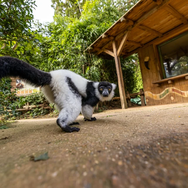 Zoo De La Fleche 2021 Credit Stevefanouillet 94