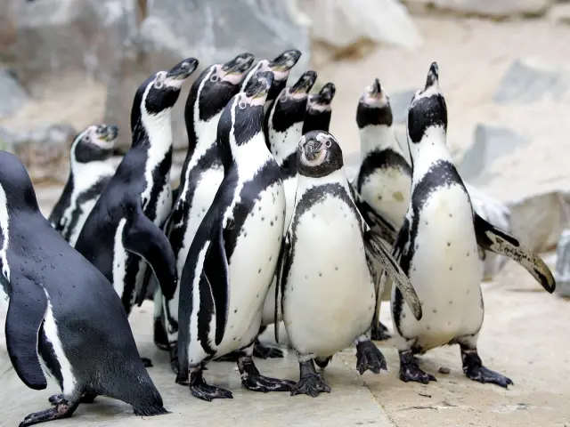 Zoo De La Fleche S.cordier 1 Large