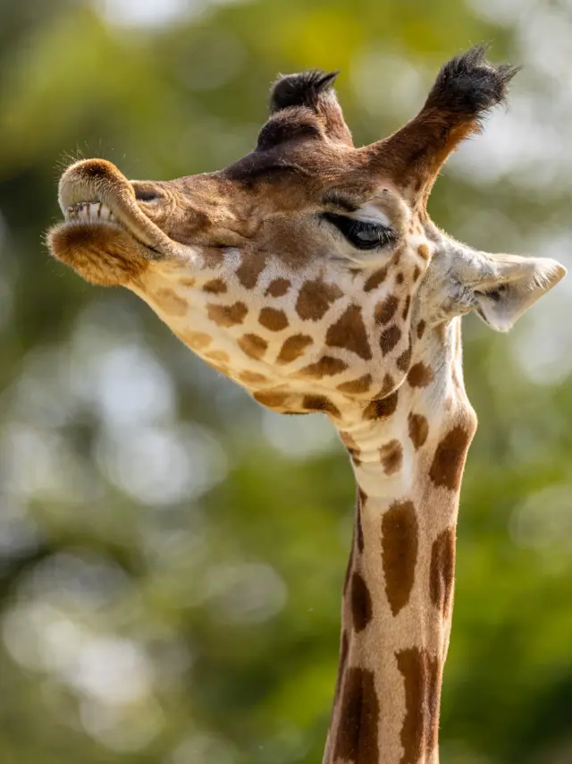 Zoo De La Fleche Steve Fanouillet2 Large