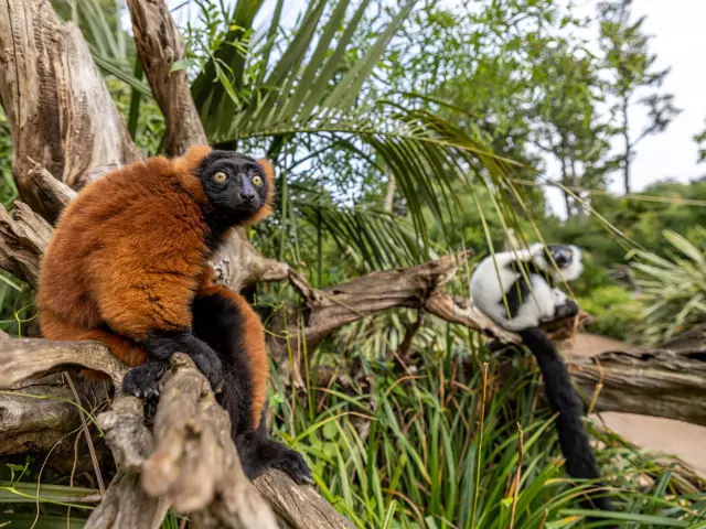 Zoo De La Fleche Steve Fanouillet4 Large