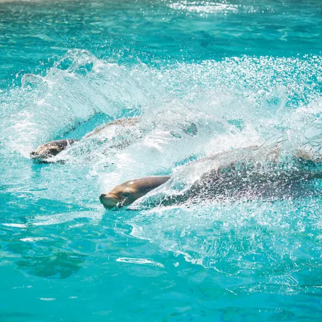 Zoo De La Fleche V. Corvasier 5 Large