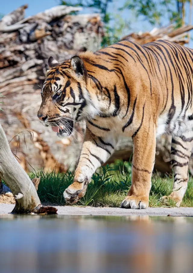 Dierentuin De La Fleche V. Corvasier 7 Groot