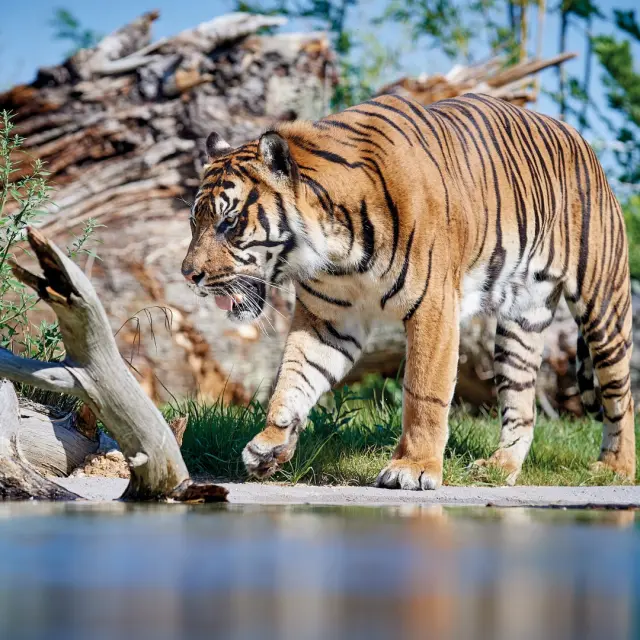 Zoo De La Fleche V. Corvasier 7 Large